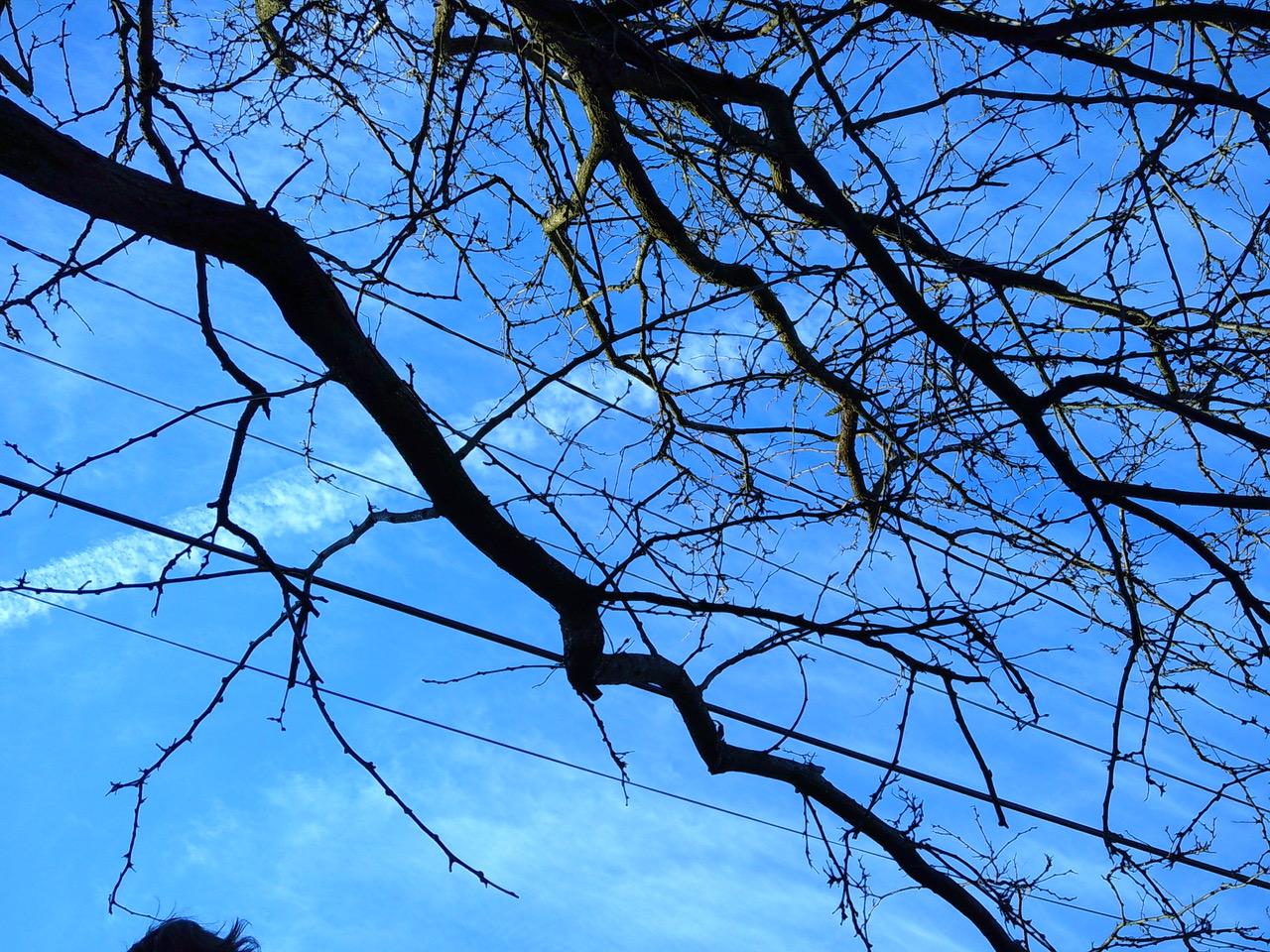 Looking at planes through the trees.